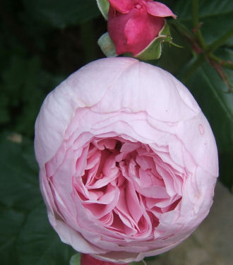 rosa ‘geoff hamilton’.jpg - 31103 Bytes